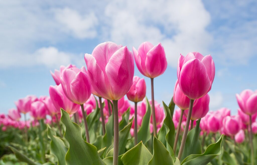 Rosa Tulpen auf dem Feld mit blauem Himmel