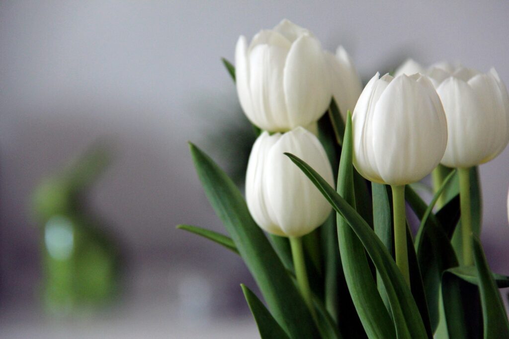 Weiße Tulpen vor einem unscharfen Hintergrund